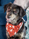 Pet Bandana Plaid Red