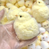 1Pc Yellow Chick Squishy Squeeze Toy Kids Adult Pop Fidget Toys Soft Pinch Entertainment Games for Children Christmas Gifts