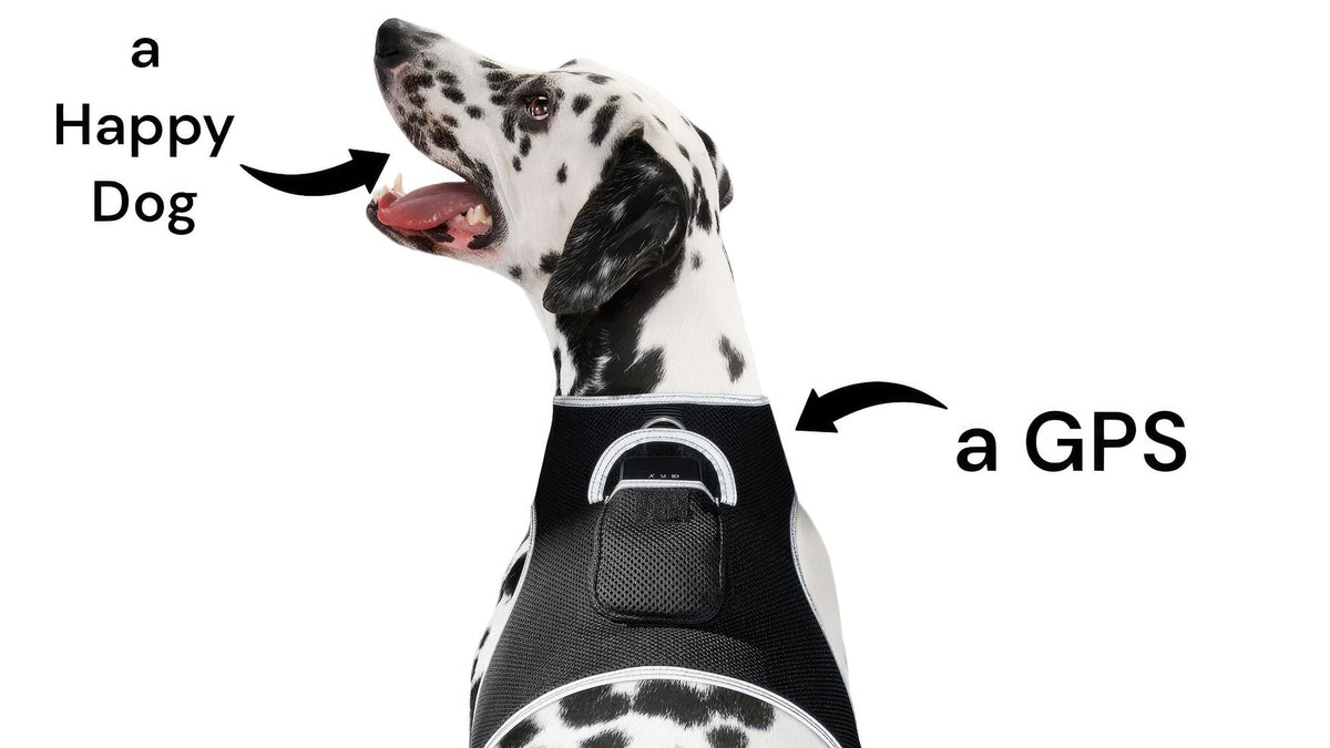 GPS Rechargeable Tracking Device for Pets Realtime Surveillance System Size:XXL