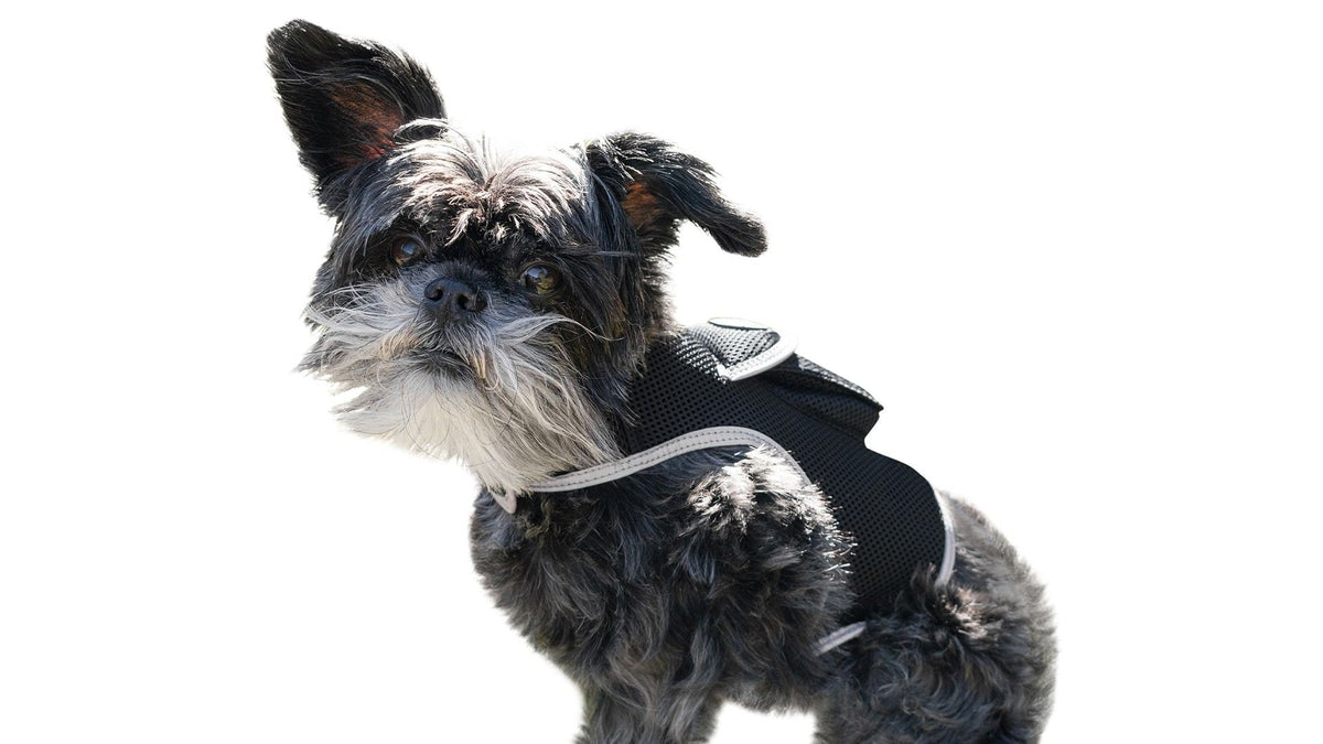 Keep Pet Safe with Pet Tracker GPS Dog Collar Tracking Device + Phone App Size:M
