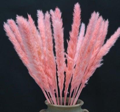 Home Store Wedding Bulrush Natural Dried Flowers Small Pampas Grass Phragmites Communis Decoration for Floor Vase Filler for Living Room Kitchen Decor