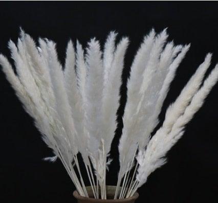 Home Store Wedding Bulrush Natural Dried Flowers Small Pampas Grass Phragmites Communis Decoration for Floor Vase Filler for Living Room Kitchen Decor