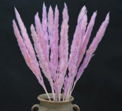 Home Store Wedding Bulrush Natural Dried Flowers Small Pampas Grass Phragmites Communis Decoration for Floor Vase Filler for Living Room Kitchen Decor