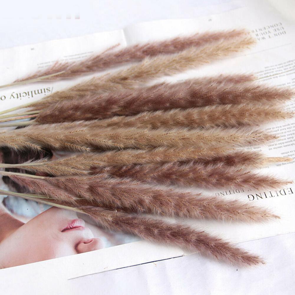 Real Dried Grass Reed Flower Natural Dry Small Bulrush Bouquet Pampas Reeds Home Decoration Wedding Decor Pompass Grass Branches for Vase Artificial Grass Room Décor Wedding Decorations